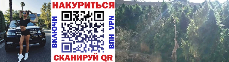 Каннабис марихуана  Каневская 